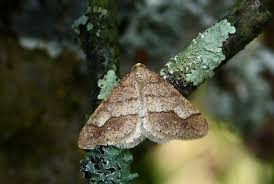 Attēlu rezultāti vaicājumam “Agriopis marginaria”