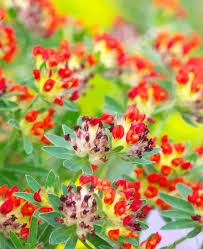 Attēlu rezultāti vaicājumam “Anthyllis arenaria flower”