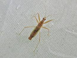 Attēlu rezultāti vaicājumam “Nabis limbatus”