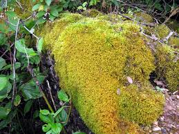 Attēlu rezultāti vaicājumam “Anomodon attenuatus”