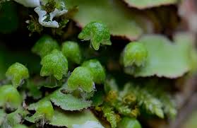 Attēlu rezultāti vaicājumam “Reboulia hemisphaerica”