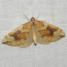 Attēlu rezultāti vaicājumam “Eulithis populata”