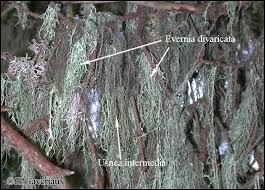 Attēlu rezultāti vaicājumam “Evernia divaricata”