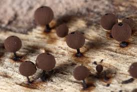 Attēlu rezultāti vaicājumam “Enerthenema papillatum”