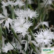 Attēlu rezultāti vaicājumam “Dianthus arenarius”