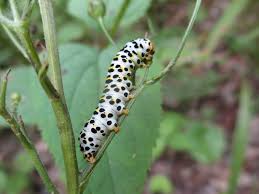 Attēlu rezultāti vaicājumam “Shargacucullia scrophulariae larva”