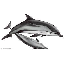 Image result for Stenella coeruleoalba