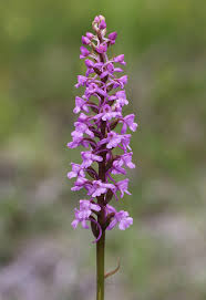 Attēlu rezultāti vaicājumam “Gymnadenia conopsea bud”