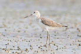 Attēlu rezultāti vaicājumam “Tringa nebularia”