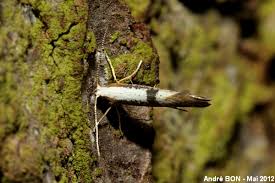 Attēlu rezultāti vaicājumam “Argyresthia spinosella”