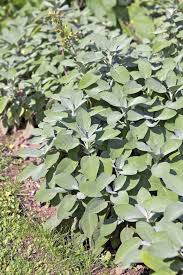 Attēlu rezultāti vaicājumam “Salvia officinalis leaf”