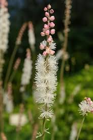 Image result for Silberkerze