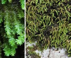 Attēlu rezultāti vaicājumam “Anomodon”