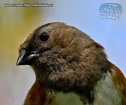 Image result for Pipilo erythrophthalmus