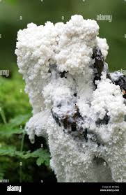 Attēlu rezultāti vaicājumam “Brefeldia maxima macro”