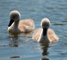 Attēlu rezultāti vaicājumam “Cygnus olor”