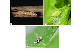 Attēlu rezultāti vaicājumam “Philaenus spumarius nymph”