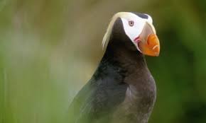 Image result for Fratercula cirrhata