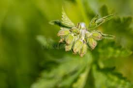 Attēlu rezultāti vaicājumam “Geranium sylvaticum bud”