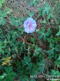 Attēlu rezultāti vaicājumam “Geranium bohemicum fruit”