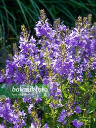Image result for Veronica teucrium