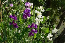 Attēlu rezultāti vaicājumam “Lathyrus”