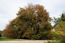 Attēlu rezultāti vaicājumam “Fagus sylvatica”