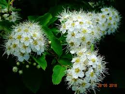 Attēlu rezultāti vaicājumam “Spiraea chamaedryfolia”