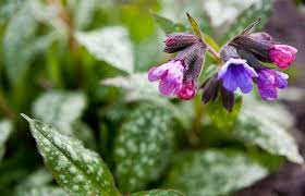 Attēlu rezultāti vaicājumam “Pulmonaria saccharata leaf”