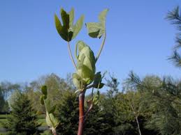 Attēlu rezultāti vaicājumam “Liriodendron tulipifera bud”
