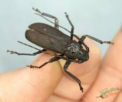 Attēlu rezultāti vaicājumam “Tetropium fuscum”