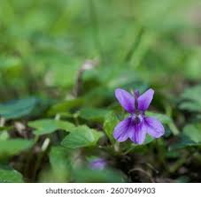 Attēlu rezultāti vaicājumam “Viola reichenbachiana flower”
