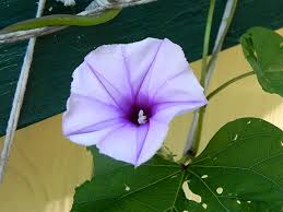 Image result for Ipomoea Lavender
