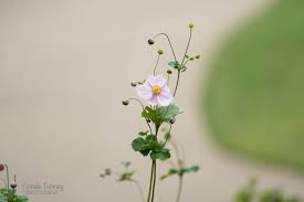 Attēlu rezultāti vaicājumam “Anemone sylvestris leaf”