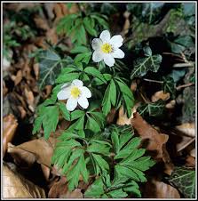 Image result for Buschwindröschen