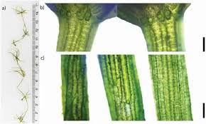 Attēlu rezultāti vaicājumam “Chara intermedia male”