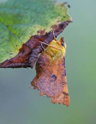 Attēlu rezultāti vaicājumam “Ennomos alniaria”