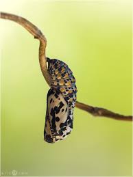 Attēlu rezultāti vaicājumam “Euphydryas maturna pupa”