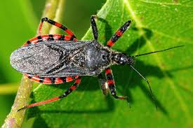 Attēlu rezultāti vaicājumam “Rhynocoris annulatus imago”