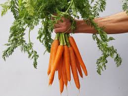 Image result for Möhren