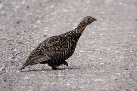 Attēlu rezultāti vaicājumam “Tetrao urogallus female”