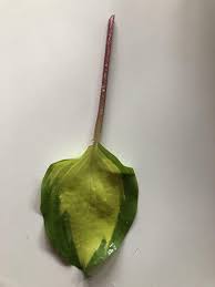 Attēlu rezultāti vaicājumam “Hosta sp. leaf”