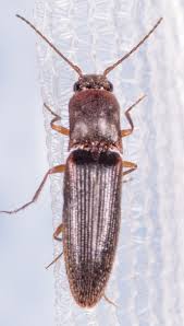 Attēlu rezultāti vaicājumam “Dalopius marginatus”