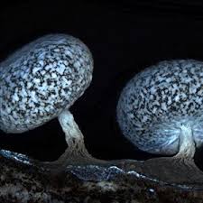 Attēlu rezultāti vaicājumam “Arcyria stipata spores”