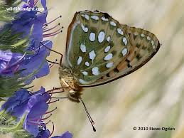 Attēlu rezultāti vaicājumam “Argynnis aglaja upperside”