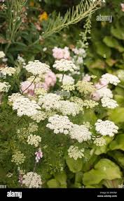 Attēlu rezultāti vaicājumam “Cenolophium denudatum”