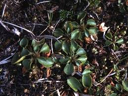 Attēlu rezultāti vaicājumam “Viola rupestris leaf”