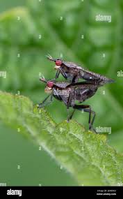 Attēlu rezultāti vaicājumam “Coremacera marginata”