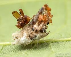 Attēlu rezultāti vaicājumam “Chrysopidae”