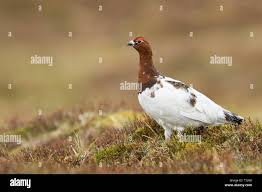 Attēlu rezultāti vaicājumam “Lagopus lagopus male”